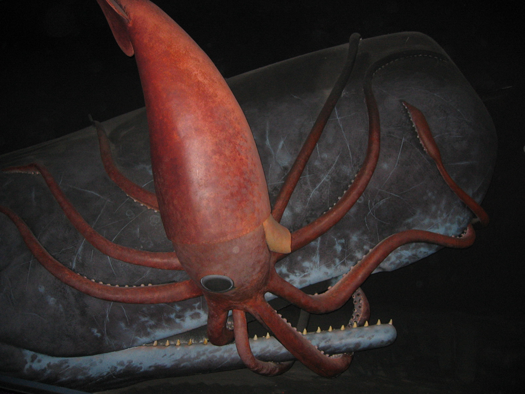 两只深海大王乌贼被海浪冲上日本一海滩，体长约2.4米，重约212斤